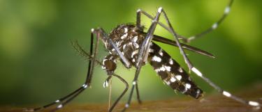 Asian tiger mosquito, Aedes albopictus